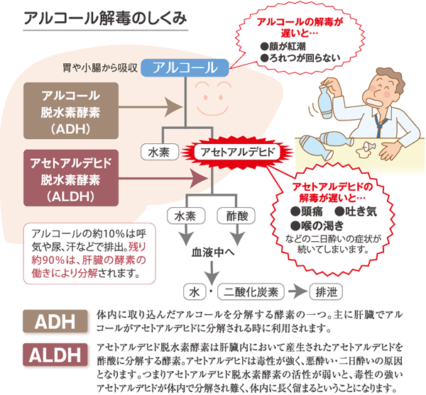 アルコール解毒のしくみ