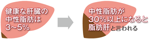 中性脂肪が30%以上になると脂肪肝と言われる