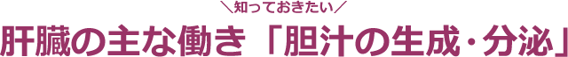 ＼知っておきたい／肝臓の主な働き「胆汁の生成・分泌」