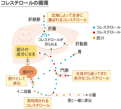 コレステロールの循環