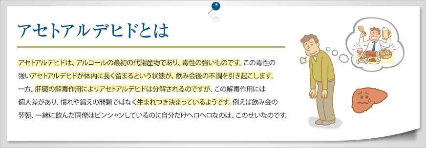 アセトアルデヒドとは - アセトアルデヒドは、アルコールの最初の代謝産物であり、毒性の強いものです。この毒性の強いアセトアルデヒドが体内に長く留まるという状態が、飲み会後の不調を引き起こします。一方、肝臓の解毒作用によりアセトアルデヒドは分解されるのですが、この解毒作用には個人差があり、慣れや鍛えの問題ではなく生まれつき決まっているようです。例えば飲み会の翌朝、一緒に飲んだ同僚はピンシャンしているのに自分だけヘロヘロなのは、このせいなのです。